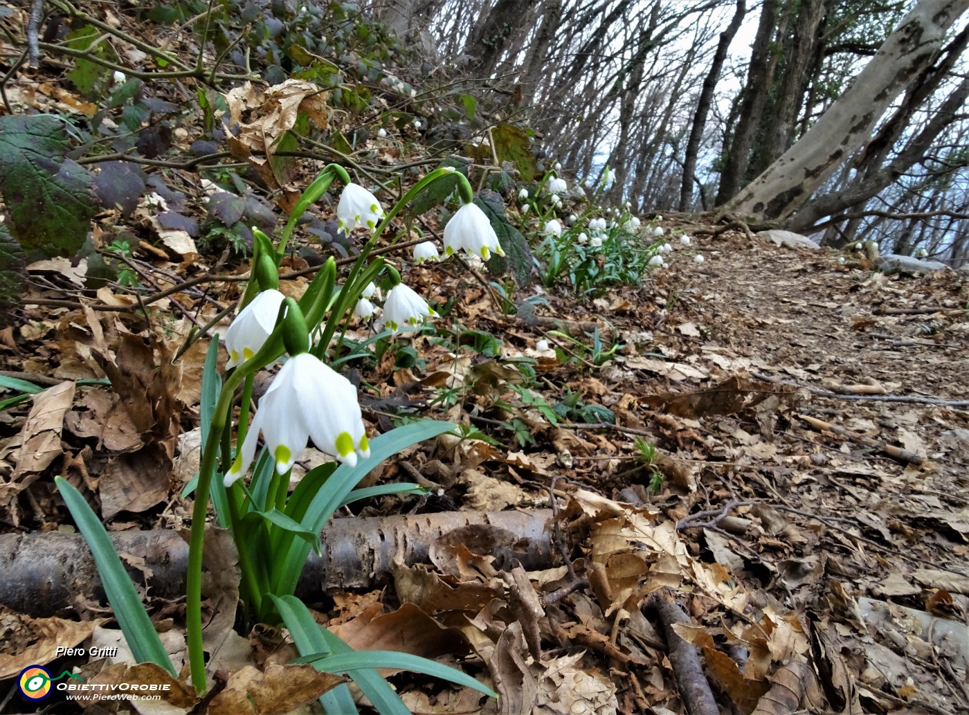 67 Campanellini-Falsi bucaneve (Leucojum vernum).JPG